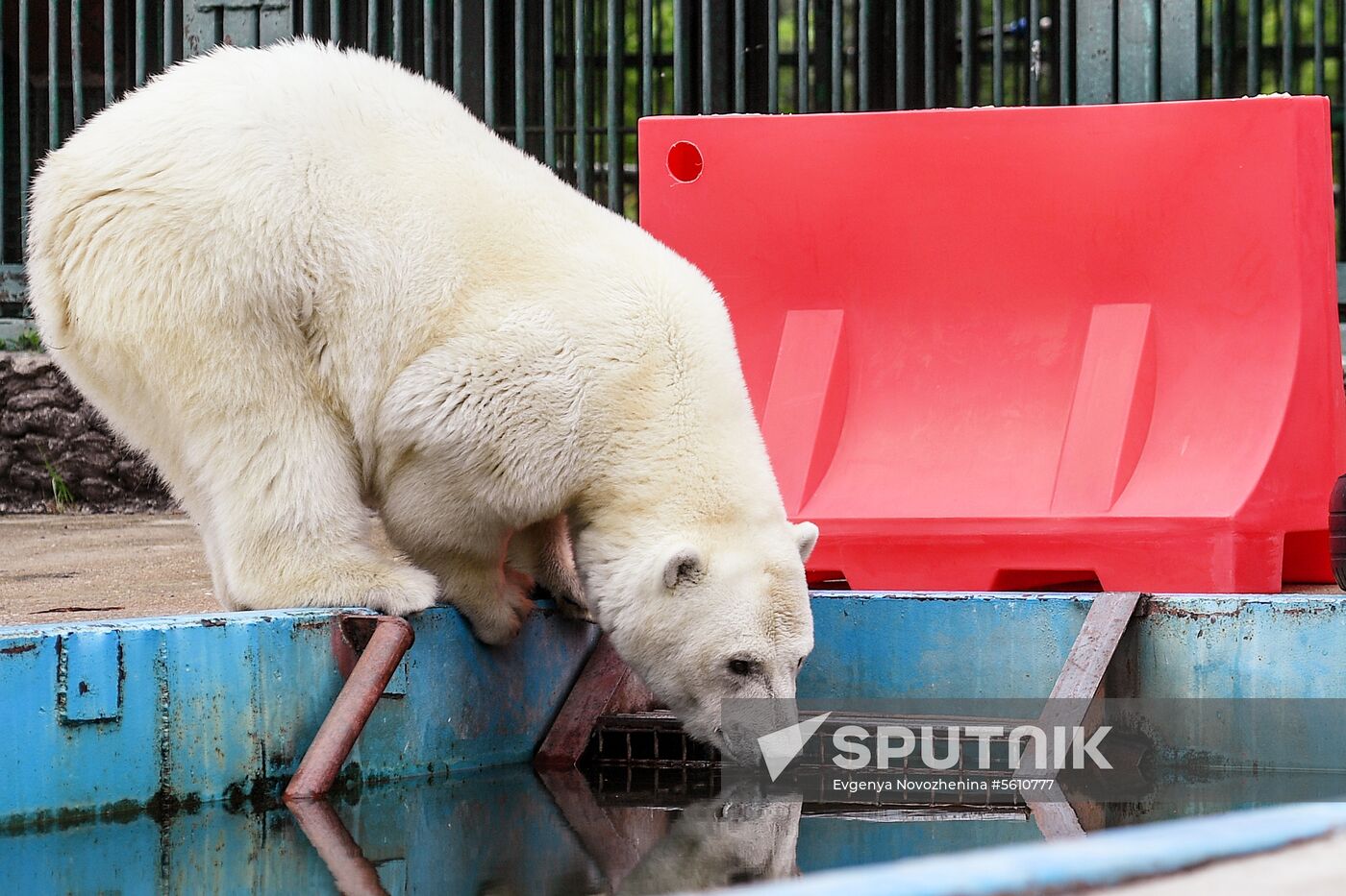 Polar bear Umka-Ayany in Moscow Zoo nursery