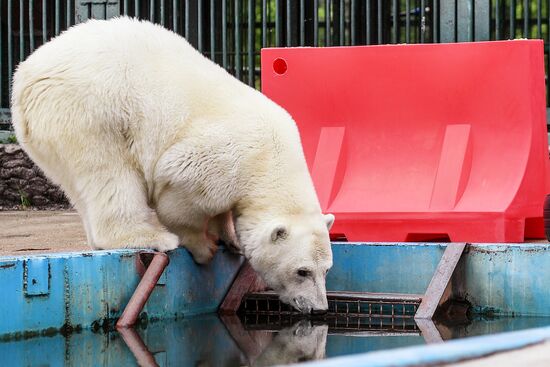 Polar bear Umka-Ayany in Moscow Zoo nursery