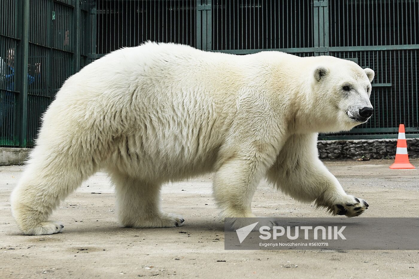 Polar bear Umka-Ayany in Moscow Zoo nursery