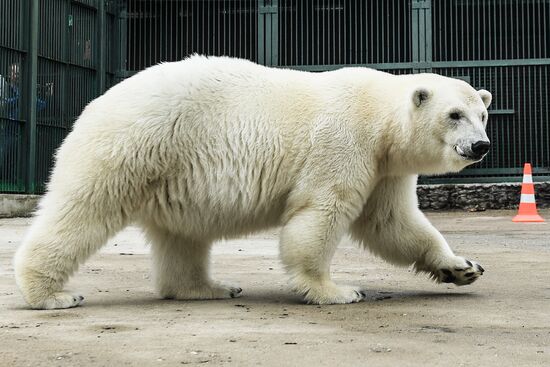 Polar bear Umka-Ayany in Moscow Zoo nursery