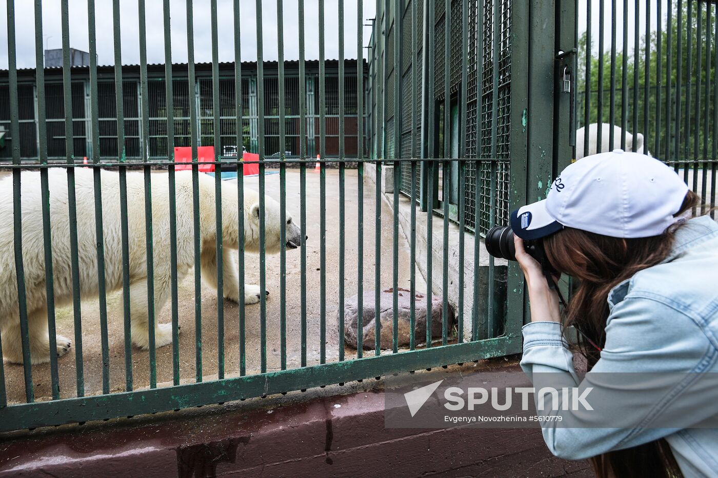 Polar bear Umka-Ayany in Moscow Zoo nursery