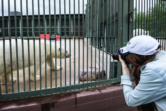 Polar bear Umka-Ayany in Moscow Zoo nursery