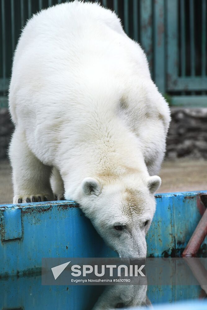 Polar bear Umka-Ayany in Moscow Zoo nursery