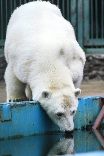 Polar bear Umka-Ayany in Moscow Zoo nursery