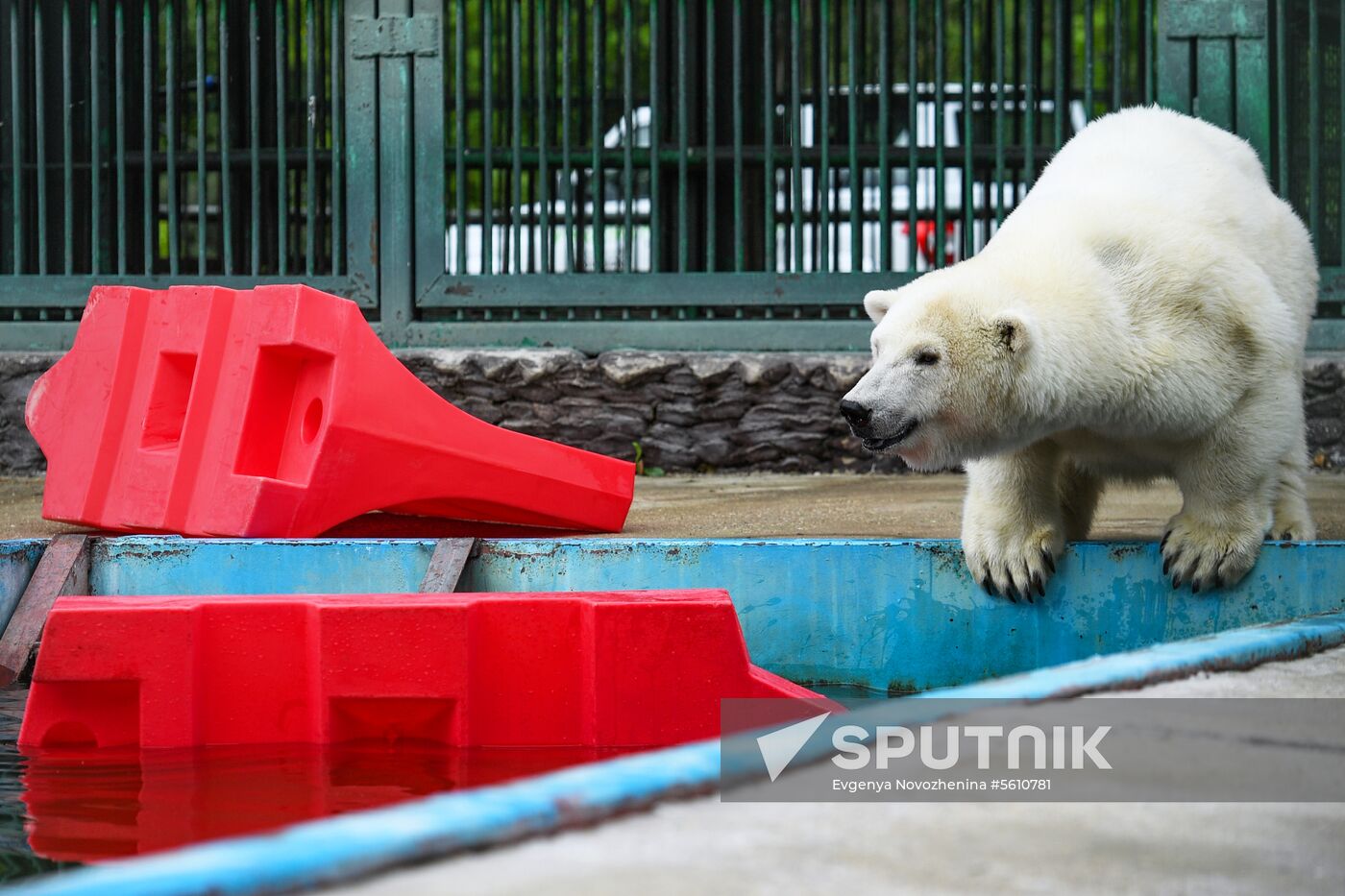 Polar bear Umka-Ayany in Moscow Zoo nursery