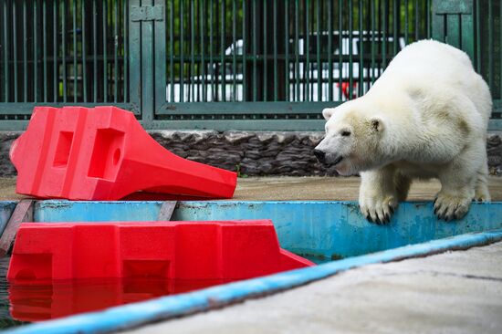 Polar bear Umka-Ayany in Moscow Zoo nursery