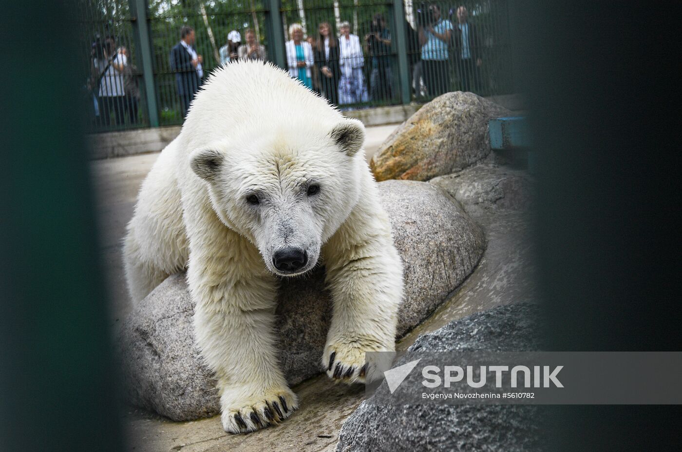 Polar bear Umka-Ayany in Moscow Zoo nursery