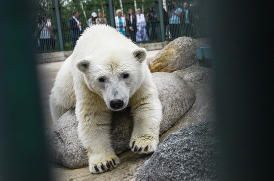 Polar bear Umka-Ayany in Moscow Zoo nursery