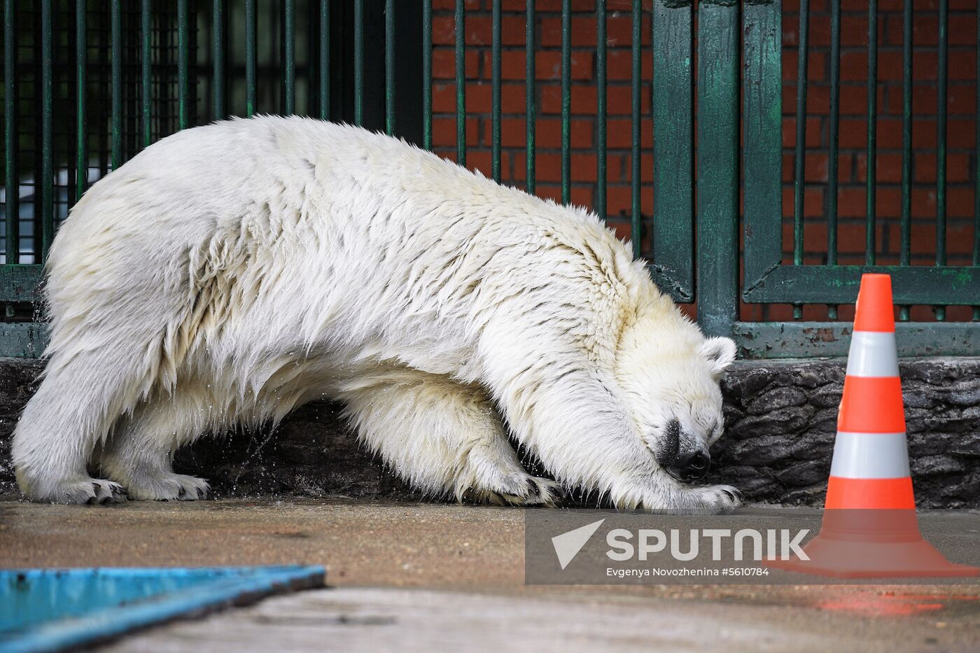 Polar bear Umka-Ayany in Moscow Zoo nursery