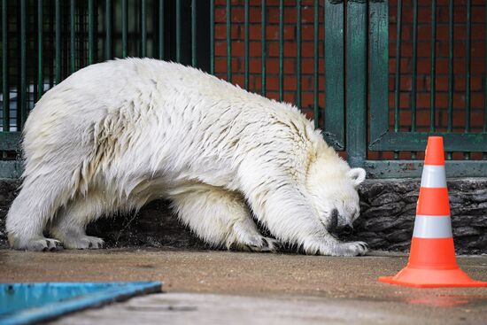 Polar bear Umka-Ayany in Moscow Zoo nursery