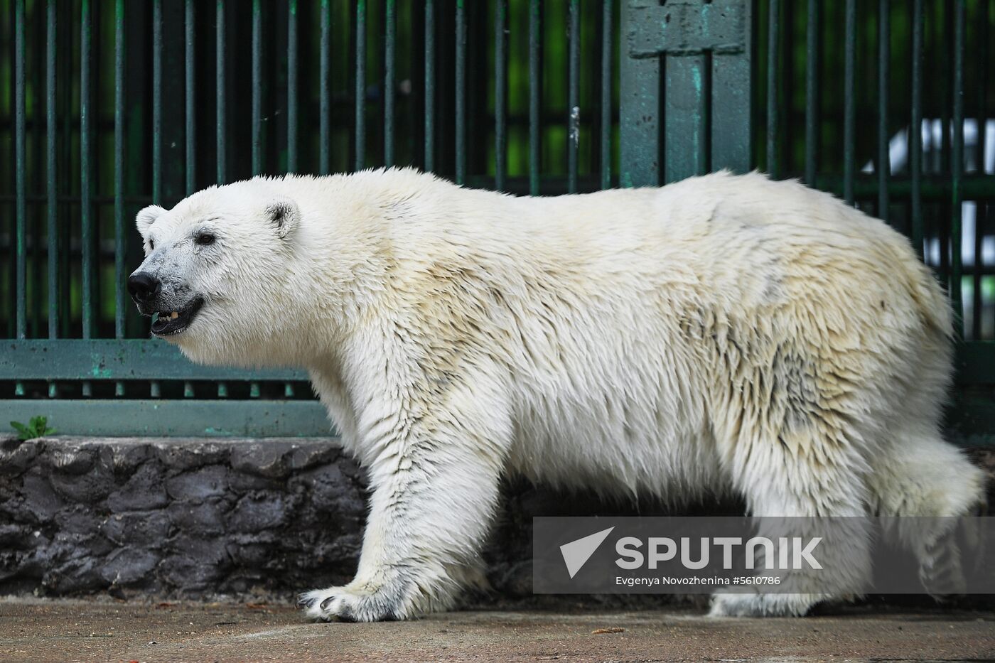 Polar bear Umka-Ayany in Moscow Zoo nursery
