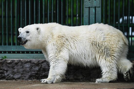 Polar bear Umka-Ayany in Moscow Zoo nursery