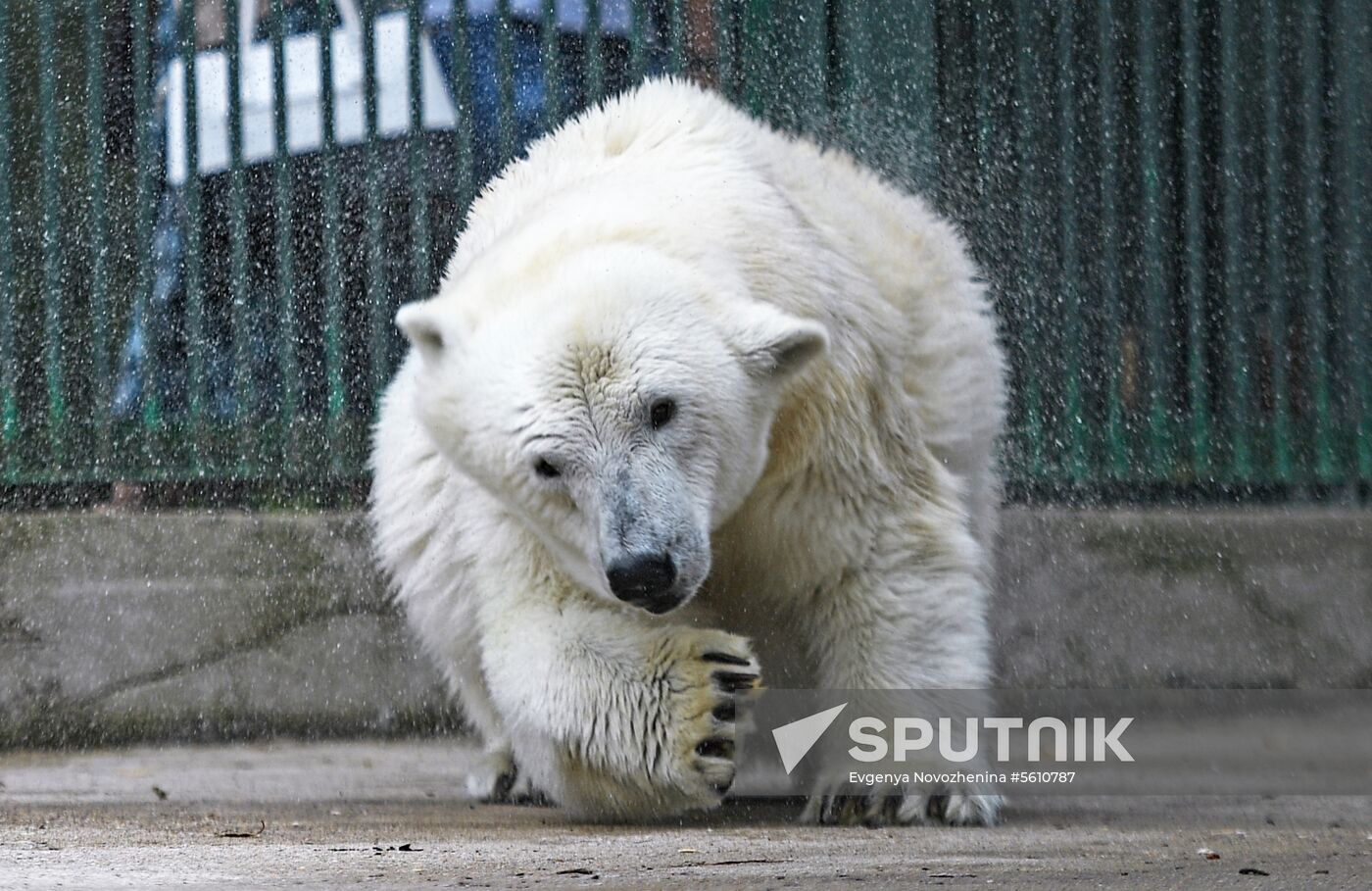 Polar bear Umka-Ayany in Moscow Zoo nursery
