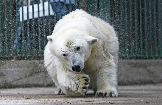 Polar bear Umka-Ayany in Moscow Zoo nursery