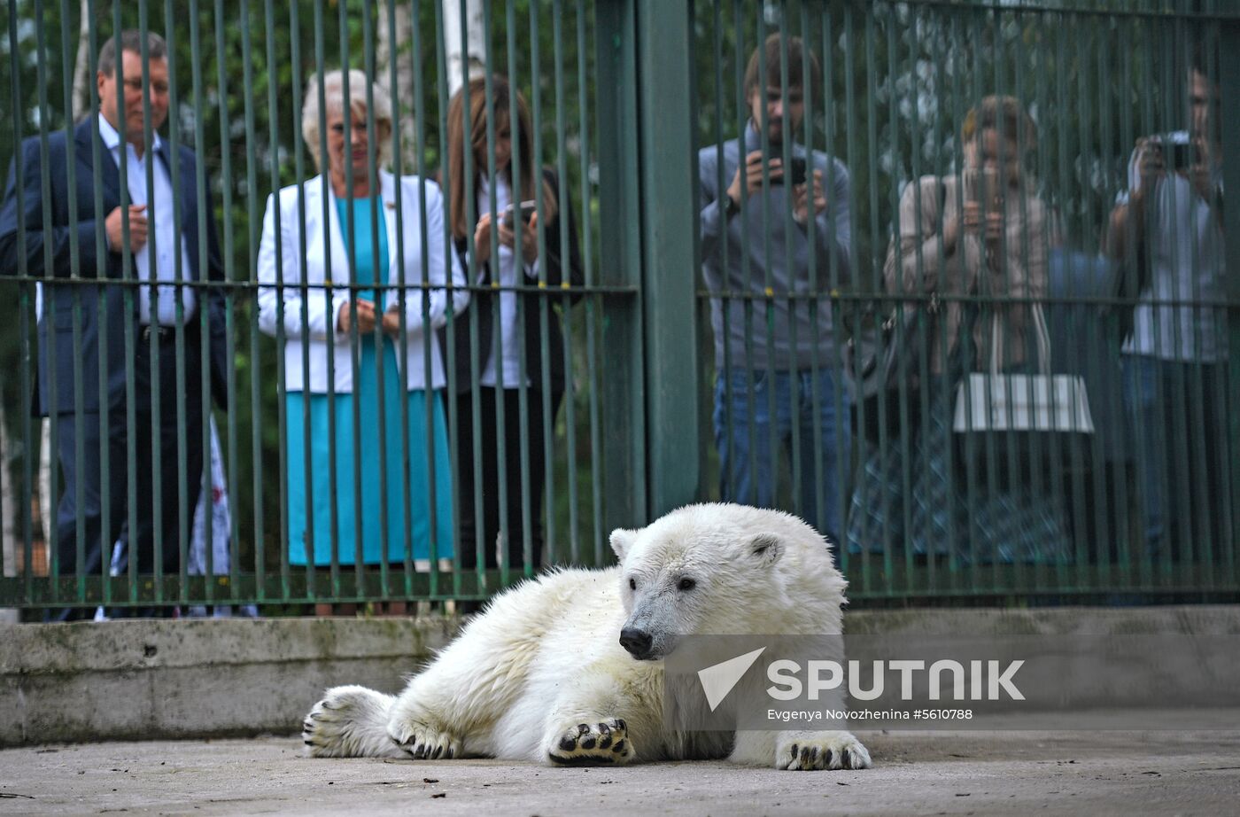 Polar bear Umka-Ayany in Moscow Zoo nursery