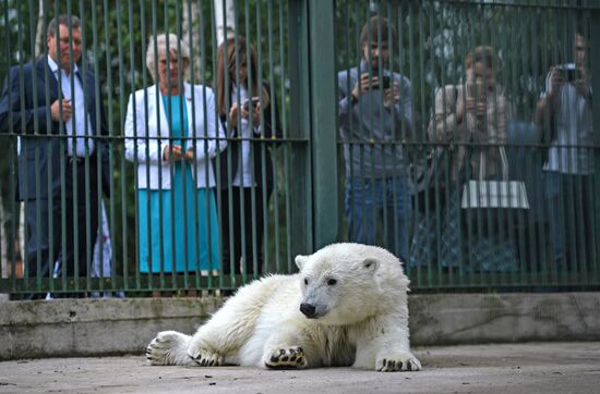 Polar bear Umka-Ayany in Moscow Zoo nursery