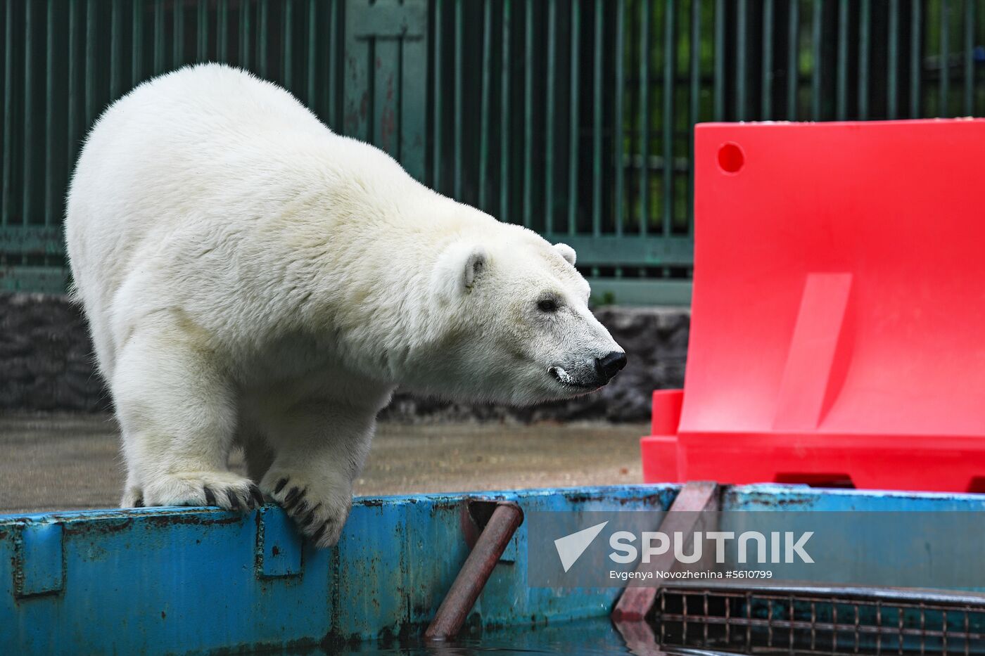 Polar bear Umka-Ayany in Moscow Zoo nursery