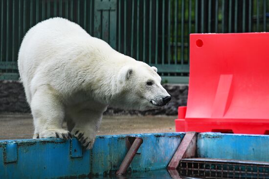 Polar bear Umka-Ayany in Moscow Zoo nursery