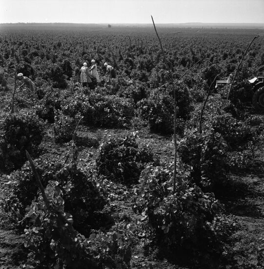 Kommunar experimental production-training farm
