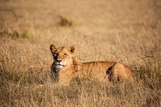 Kenya's Maasai Mara National Reserve