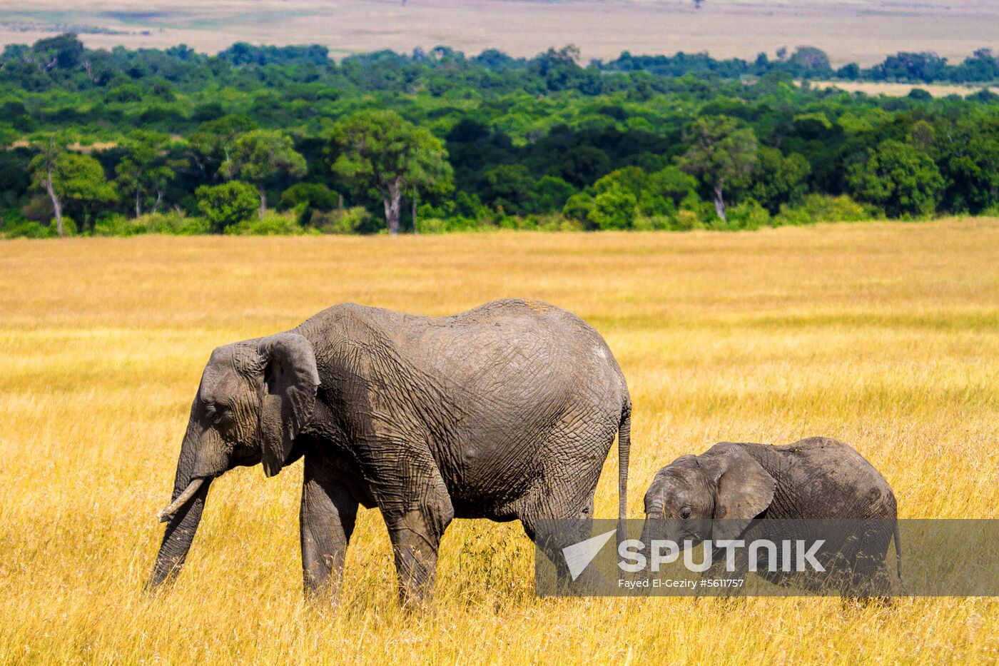 Kenya's Maasai Mara National Reserve