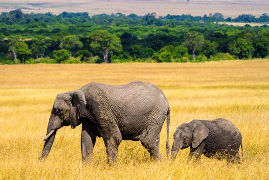 Kenya's Maasai Mara National Reserve