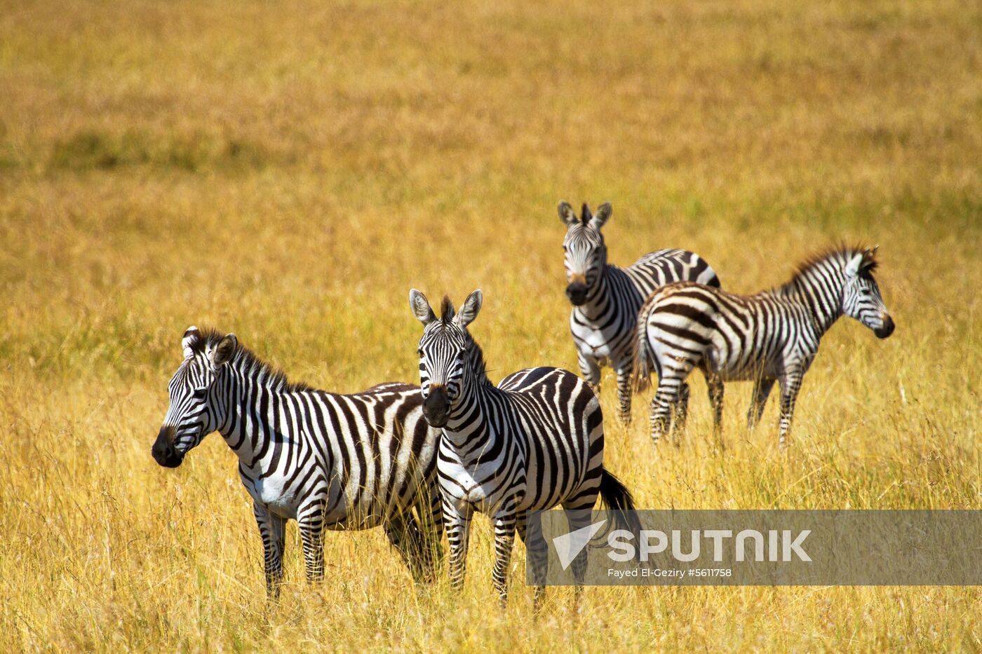 Kenya's Maasai Mara National Reserve