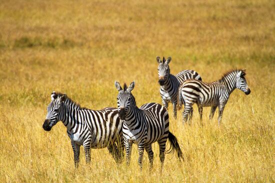 Kenya's Maasai Mara National Reserve