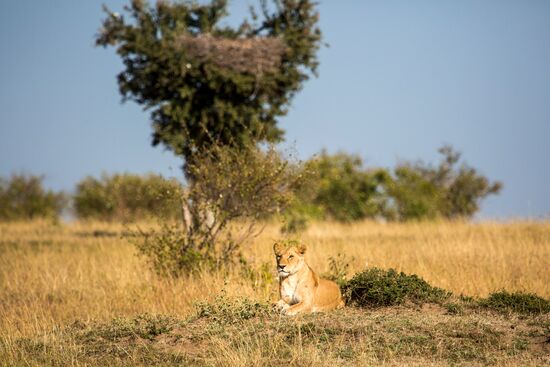 Kenya's Maasai Mara National Reserve