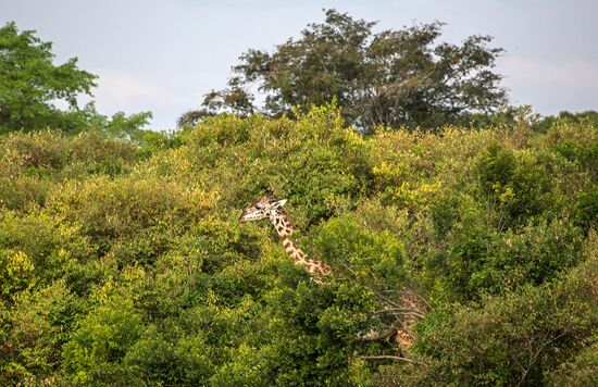 Kenya's Maasai Mara National Reserve