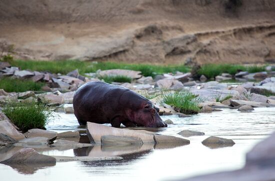 Kenya's Maasai Mara National Reserve