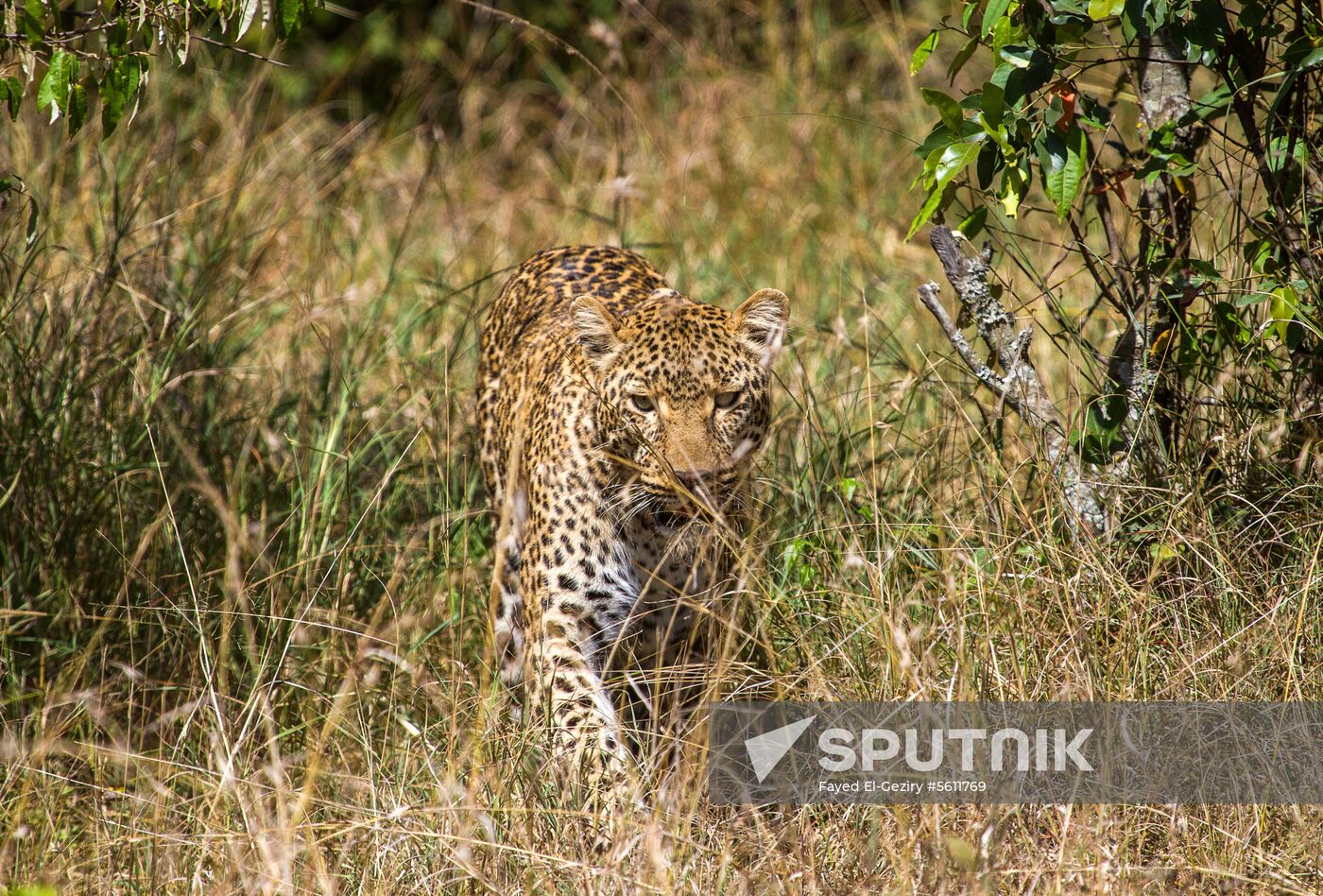 Kenya's Maasai Mara National Reserve