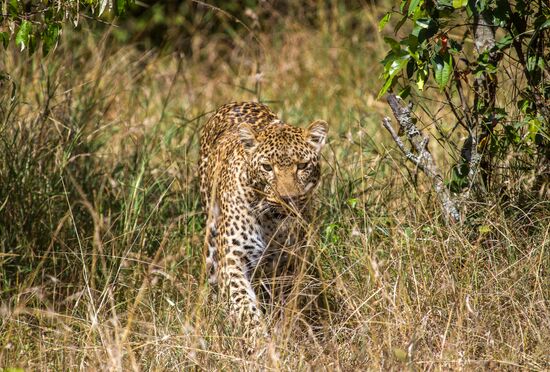 Kenya's Maasai Mara National Reserve