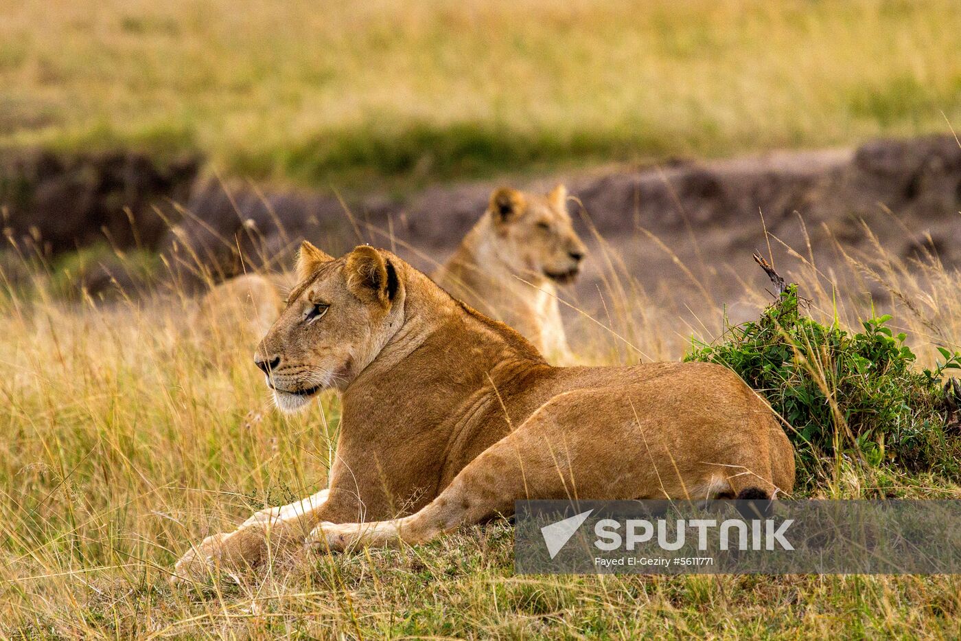 Kenya's Maasai Mara National Reserve