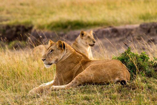 Kenya's Maasai Mara National Reserve