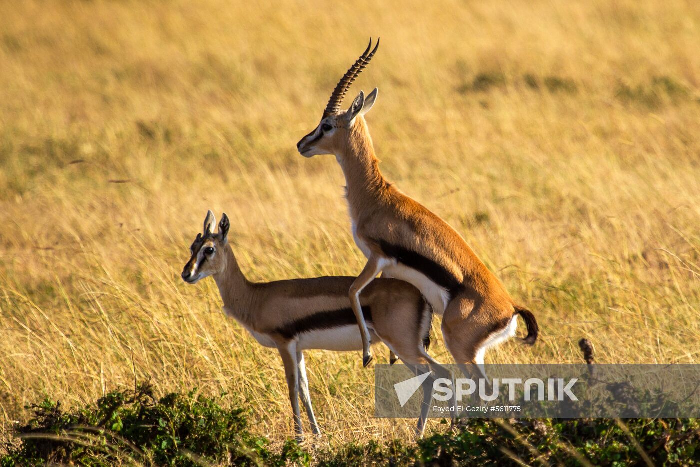 Kenya's Maasai Mara National Reserve