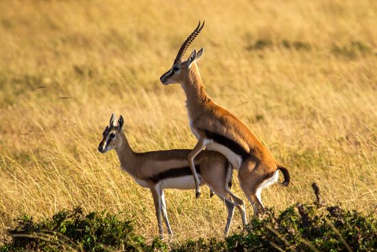 Kenya's Maasai Mara National Reserve