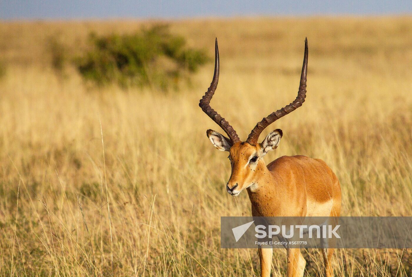Kenya's Maasai Mara National Reserve