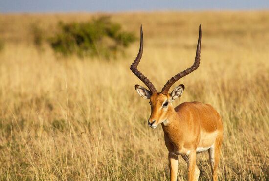 Kenya's Maasai Mara National Reserve