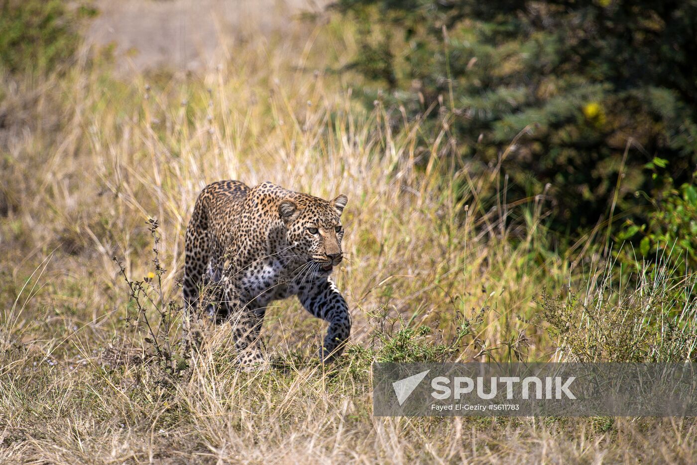 Kenya's Maasai Mara National Reserve