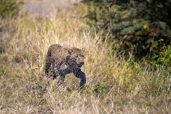 Kenya's Maasai Mara National Reserve