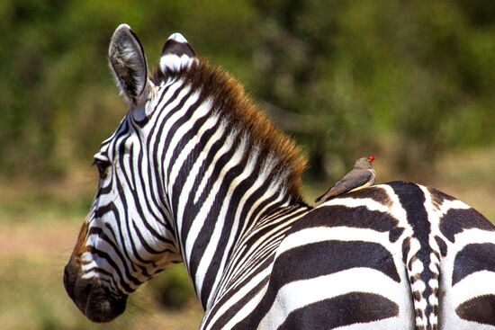 Kenya's Maasai Mara National Reserve