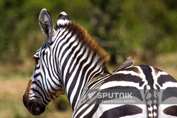 Kenya's Maasai Mara National Reserve