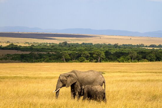 Kenya's Maasai Mara National Reserve