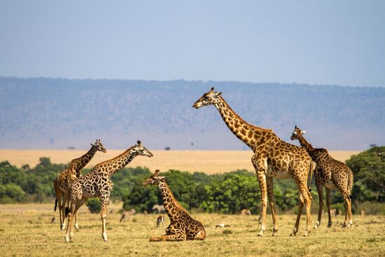 Kenya's Maasai Mara National Reserve