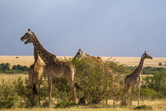 Kenya's Maasai Mara National Reserve