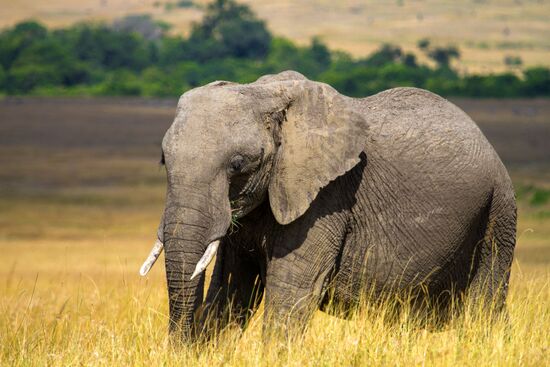 Kenya's Maasai Mara National Reserve