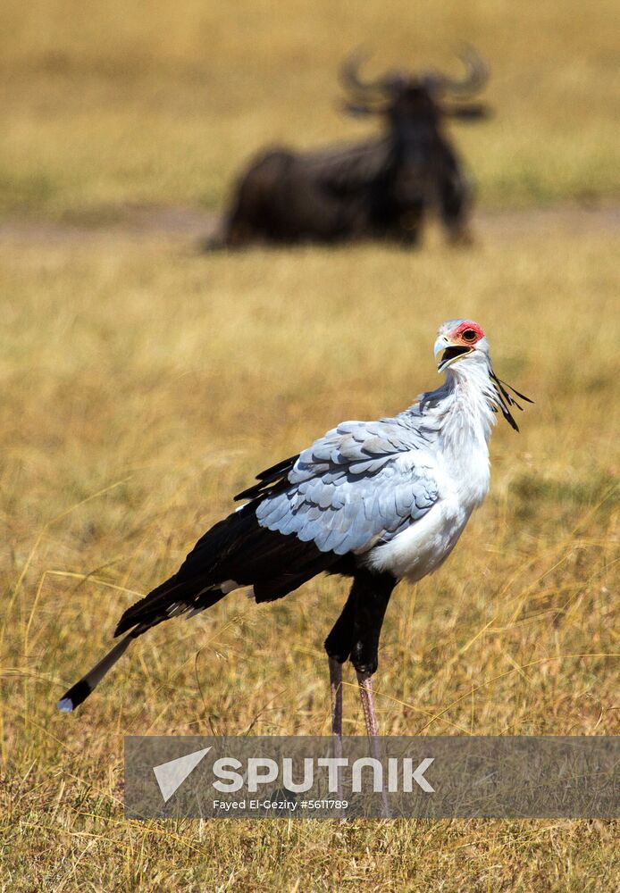 Kenya's Maasai Mara National Reserve