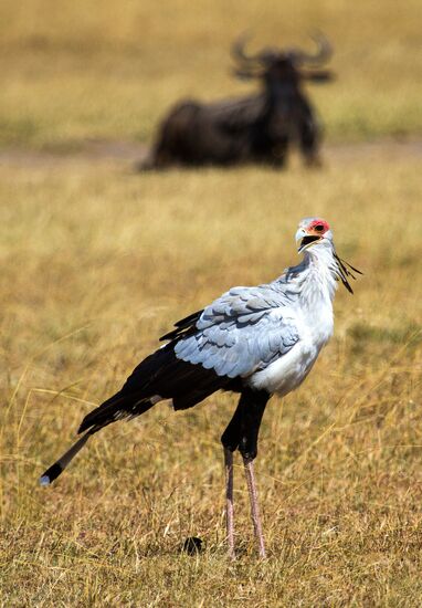 Kenya's Maasai Mara National Reserve