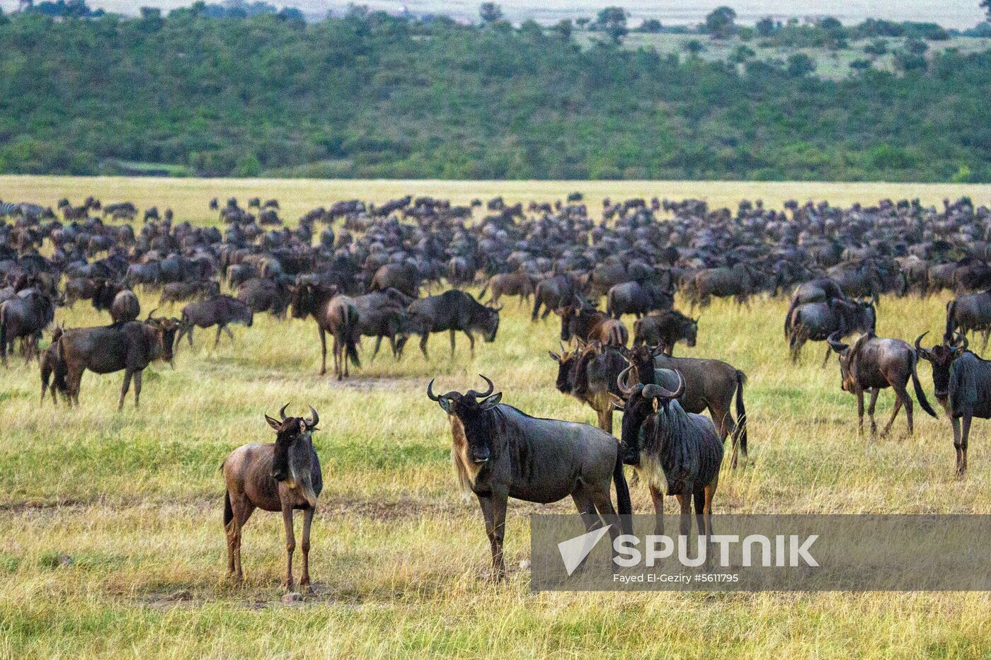 Kenya's Maasai Mara National Reserve